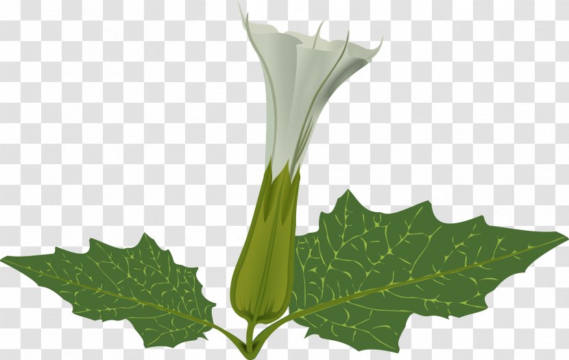 Flower Plant Stem Jimsonweed - Egyptian Lotus - Weed Transparent PNG