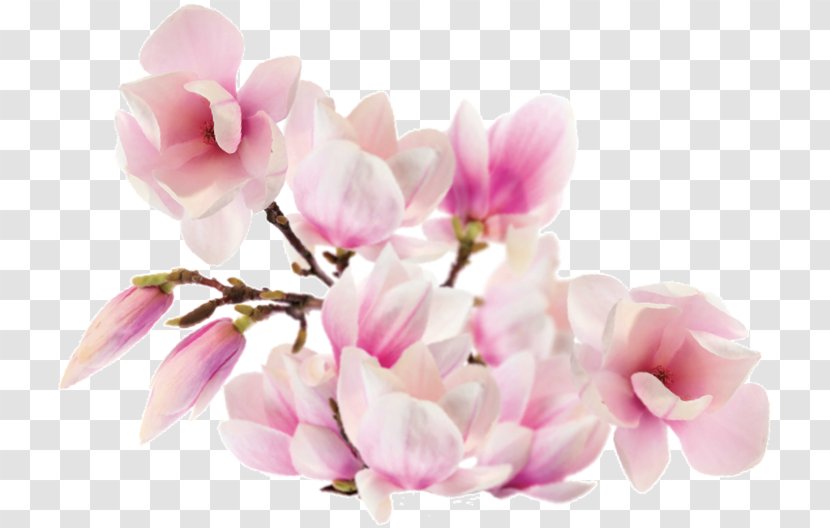 Magnolia ST.AU.150 MIN.V.UNC.NR AD Family Flower Petal - Spring - Flor De Cerejeira Transparent PNG