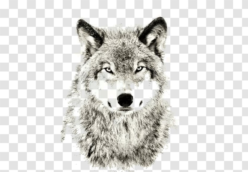 Gray Wolf Sheep Sleep Lone Puppy Transparent PNG