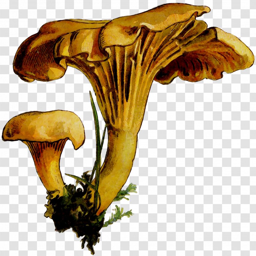 Edible Mushroom Plant Stem Plants - Medicinal - Bolete Transparent PNG