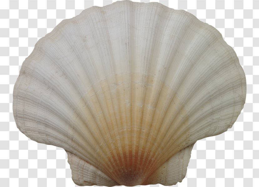 Seashell Conchology Marine Clip Art - Decorative Fan Transparent PNG