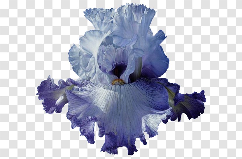 Blue Iris - Flower Transparent PNG