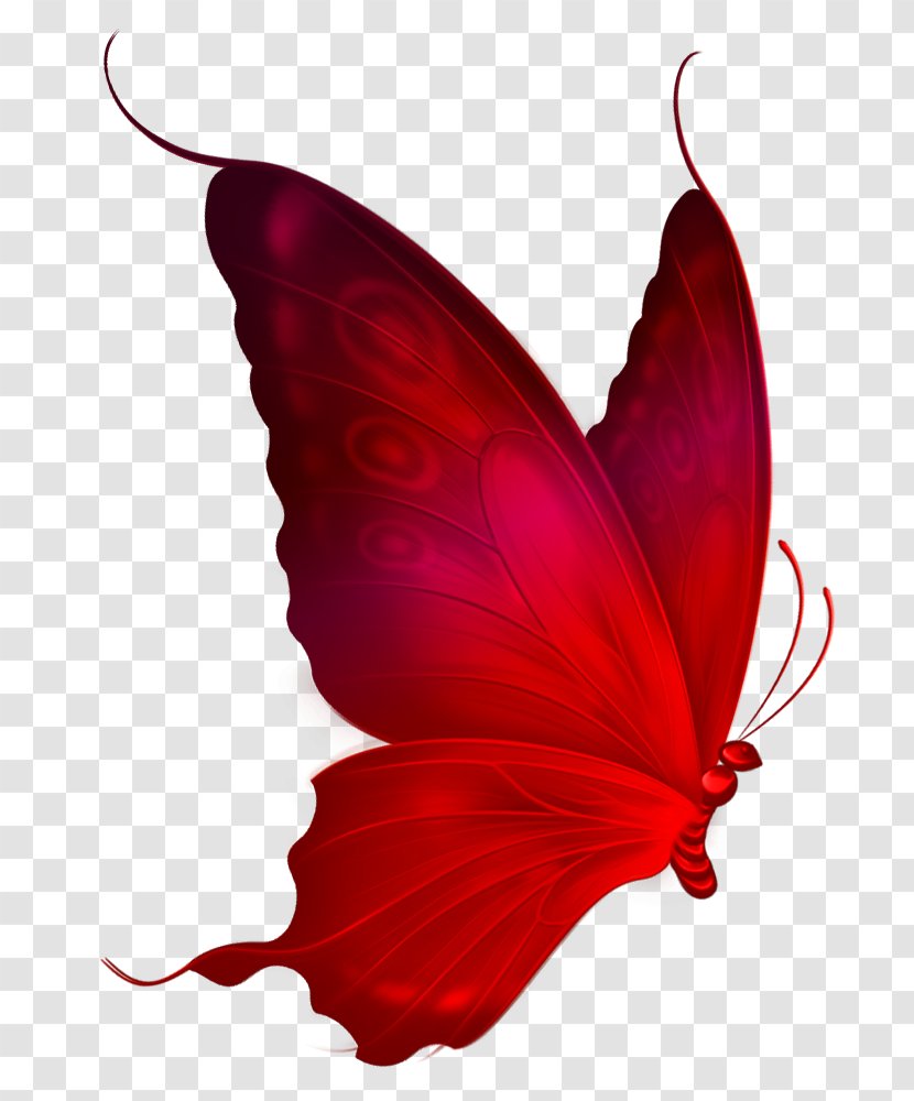 Monarch Butterfly Red Clip Art - Lantern Element Transparent PNG