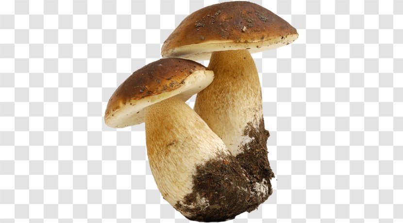 Boletus Edulis Fungus Mushroom Cep Truffle - Mycorrhiza Transparent PNG