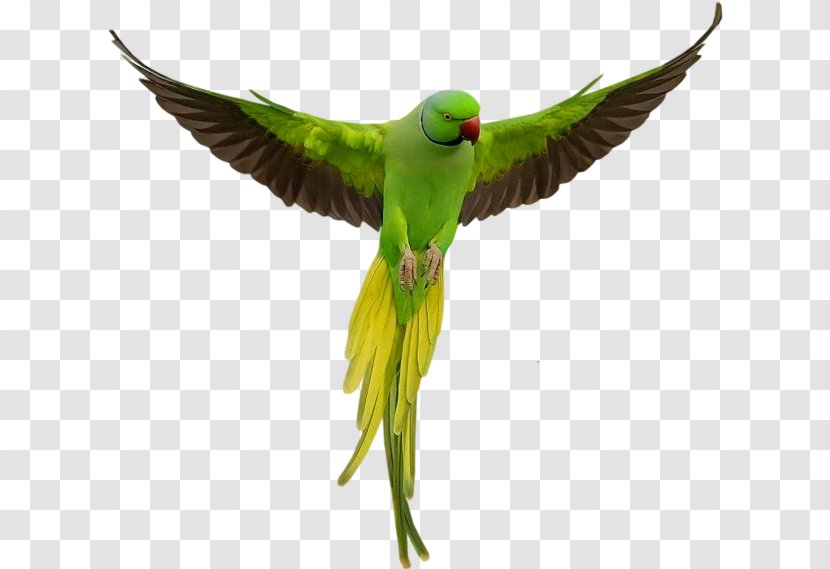 Bird Parrot - Macaw - Wing Transparent PNG