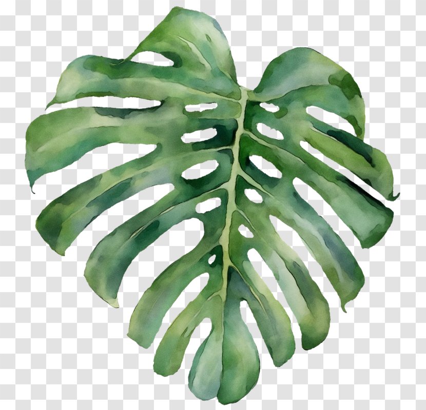 Family Tree Drawing - Green - Fern Arum Transparent PNG