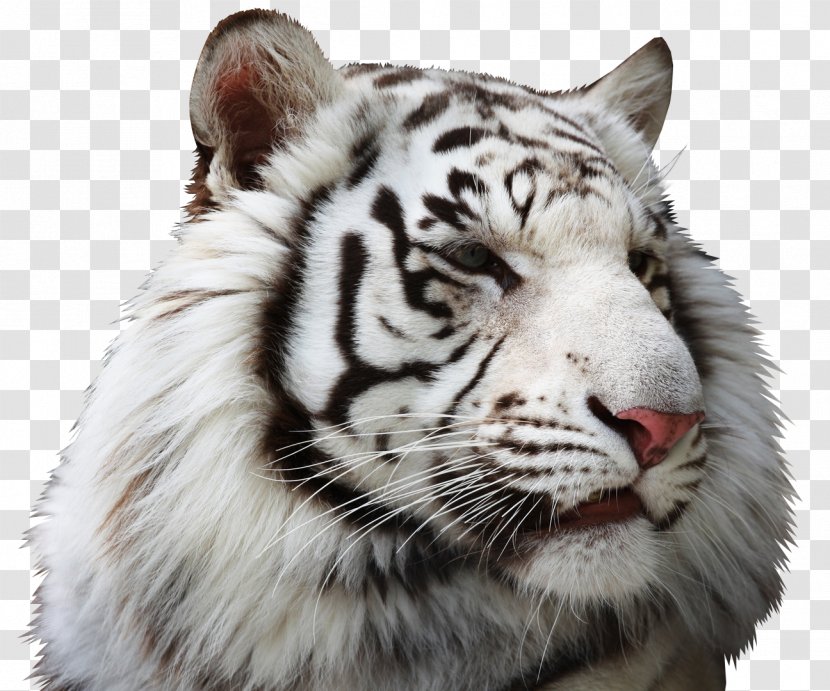 Bengal Tiger Baby Tigers Lion White - Fur Transparent PNG