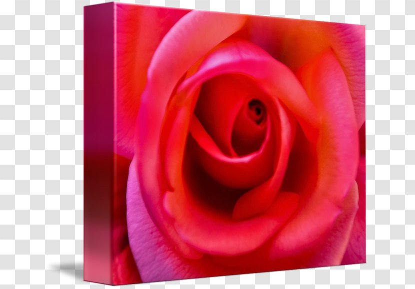 Garden Roses Floribunda Desktop Wallpaper Close-up - Macro Photography - Rose Petals Drift Transparent PNG