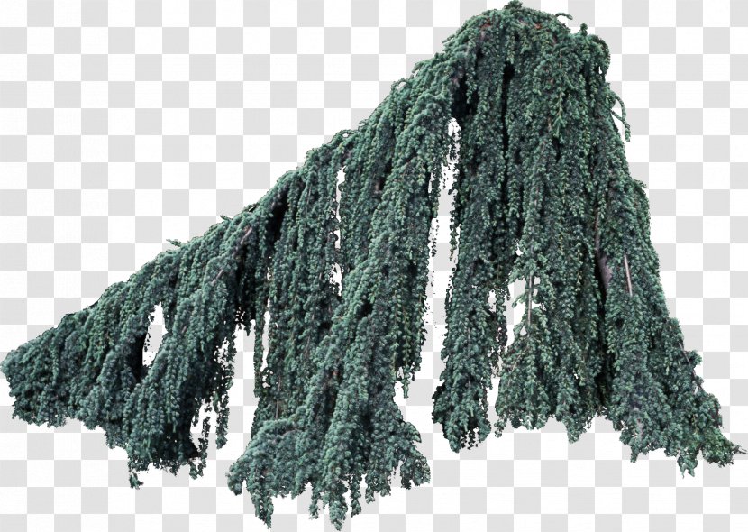 Tree Corylus Colurna Willow Cordyline Hinoki Cypress - Deciduous - Bushes Transparent PNG