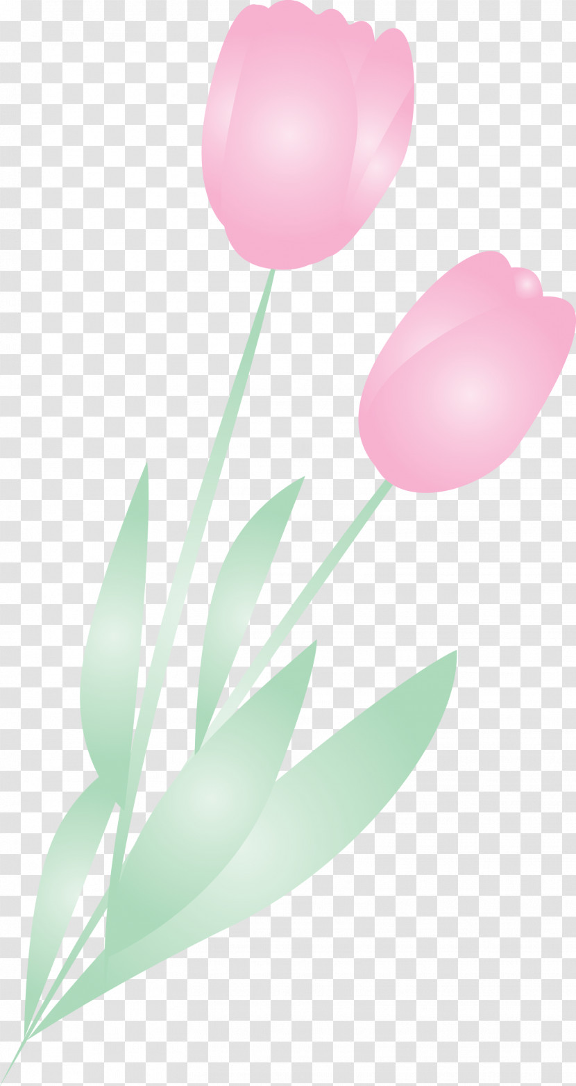Tulip Pink Balloon Flower Plant Transparent PNG
