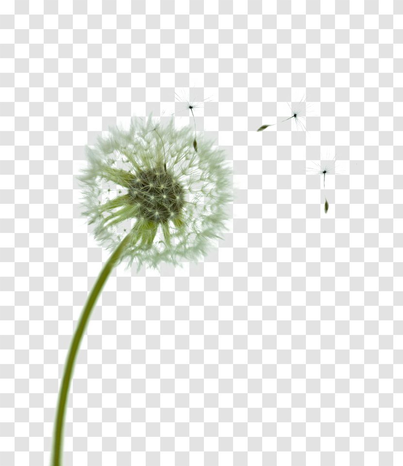 Dandelion Computer Wallpaper - Mobile Phone - Wind Swirling Green Transparent PNG