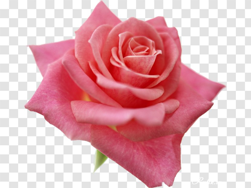 Best Roses Pink Flowers Clip Art - Rose Family Transparent PNG