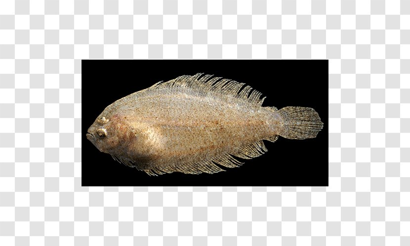 Red Sea North Mediterranean Flounder Fish - European Plaice Transparent PNG