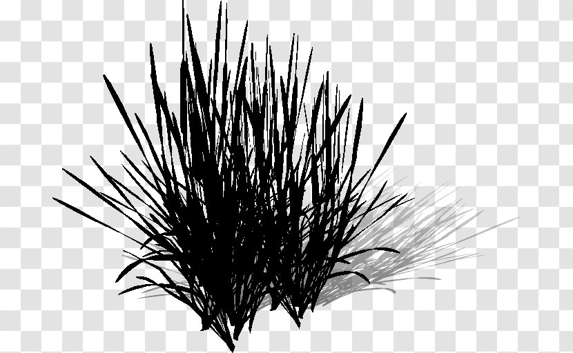 Grasses - Blackandwhite - Grass Transparent PNG