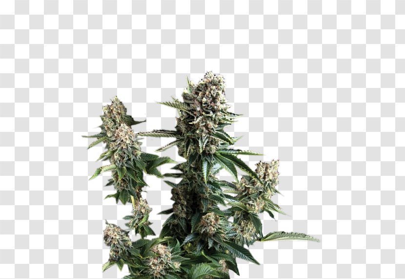 Cannabis White Widow Cultivar Seed Plant - Temperature Transparent PNG