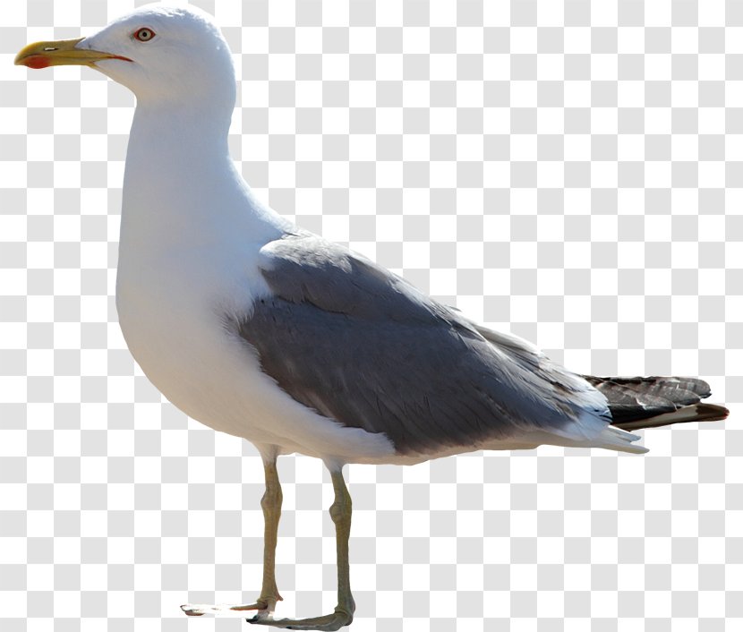 Great Black-backed Gull European Herring Gulls Bird - Beak - Albatros Mockup Transparent PNG