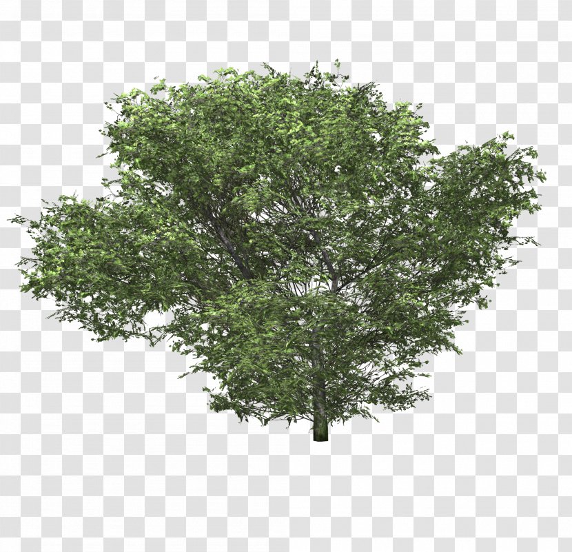 Shrub Tree Woody Plant Hydrangea - Bushes Transparent PNG