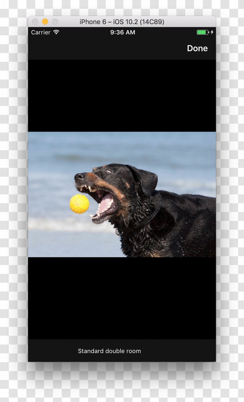 Dog Screenshot - Stock Photography Transparent PNG