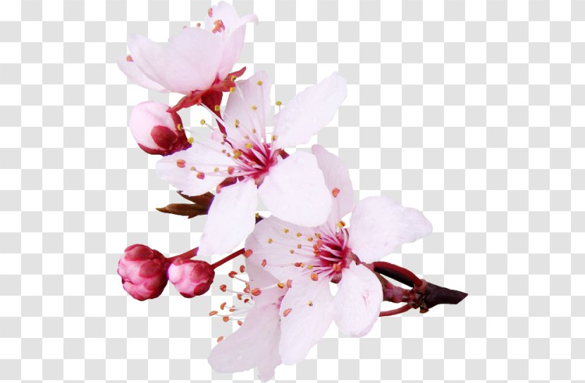 Cherry Blossom Flower Image Clip Art - Floral Design - Sakura Fleurs Transparent PNG