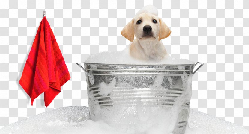 Labrador Retriever Puppy Pet Sitting Dog Grooming - Snout Transparent PNG