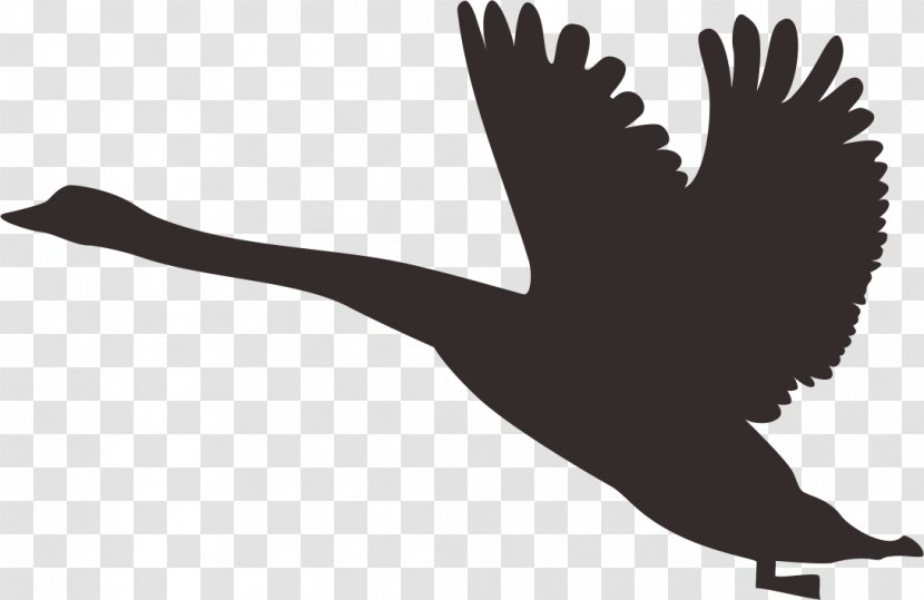 Duck Swan Goose Silhouette - Designer - Geese Transparent PNG