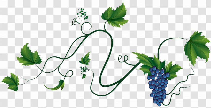 Common Grape Vine Wine Leaves Zante Currant - Leaf Vegetable Transparent PNG