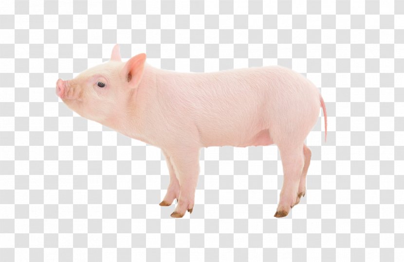 Domestic Pig Stock Photography Swine Influenza Farming - Like Mammal Transparent PNG