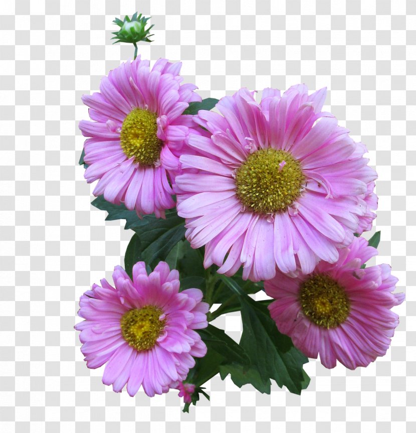 Clip Art - Chrysanths - Flower Transparent PNG