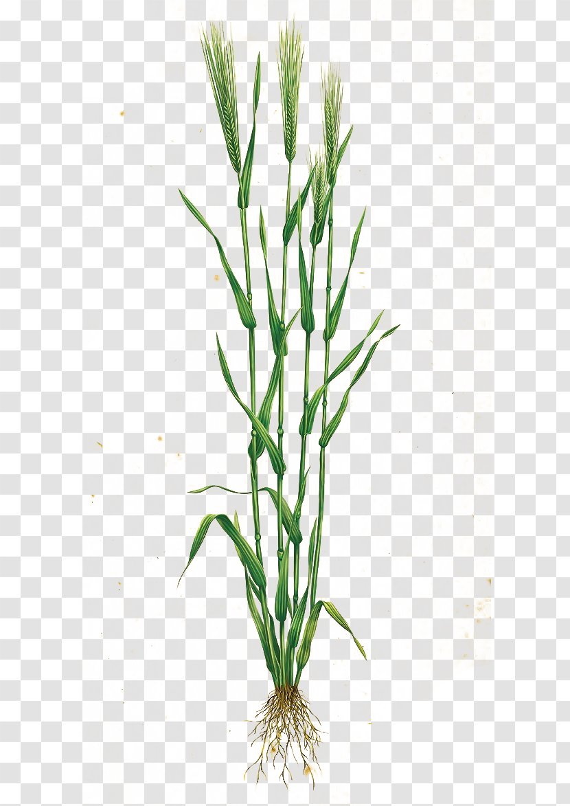 Download Grasses Icon - Plant Stem - Wheat Transparent PNG