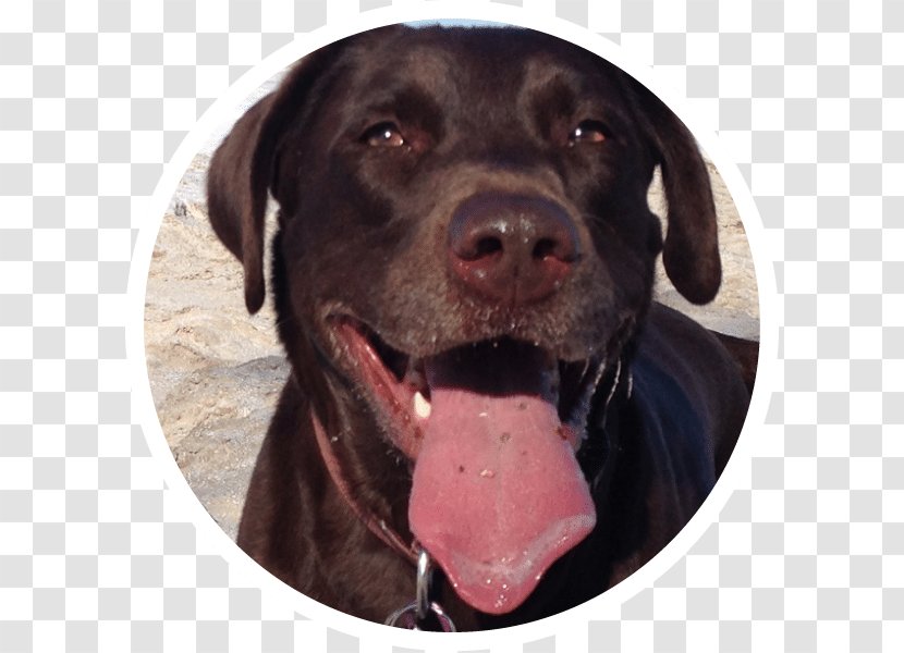 Services Marketing Labrador Retriever Dtour Creative Strategy - Management - Pet Dog Transparent PNG