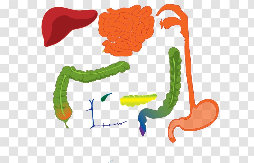 Gastrointestinal Tract Human Digestive System Digestion Body Clip Art - Cartoon Transparent PNG