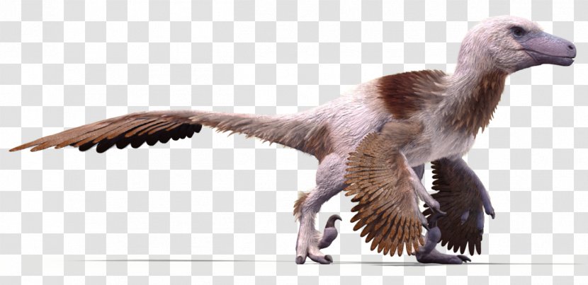 Velociraptor Dakotaraptor Bird Feather Utahraptor - Most Difficult Maze Ever Transparent PNG