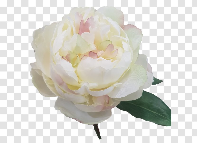Cabbage Rose Cut Flowers Peony Petal House - Flower Transparent PNG