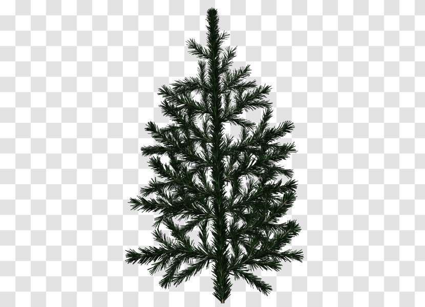 Pine Tree Branch White Spruce Fir - Conifers - Red Needle Transparent PNG
