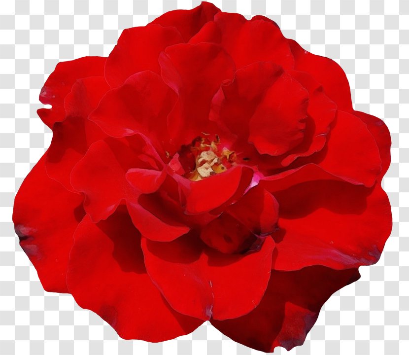 Red Watercolor Flowers - Garden Roses - Artificial Flower Geranium Transparent PNG