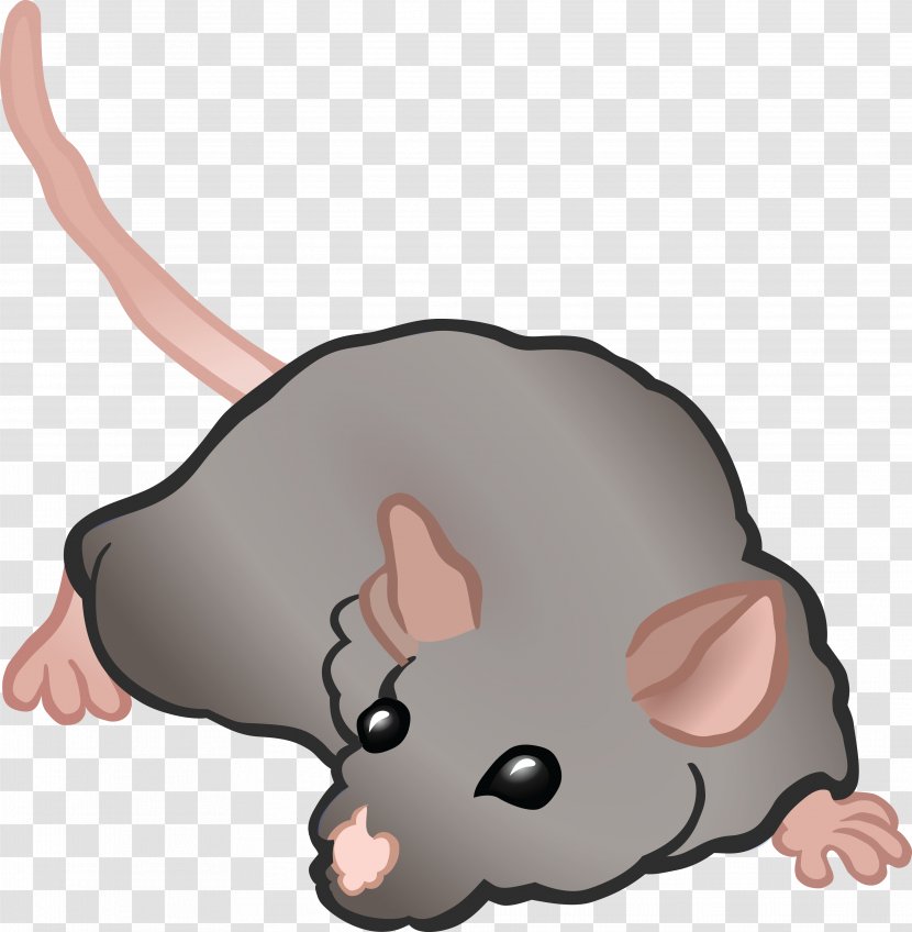 Computer Mouse Rat Rodent - Whiskers Transparent PNG