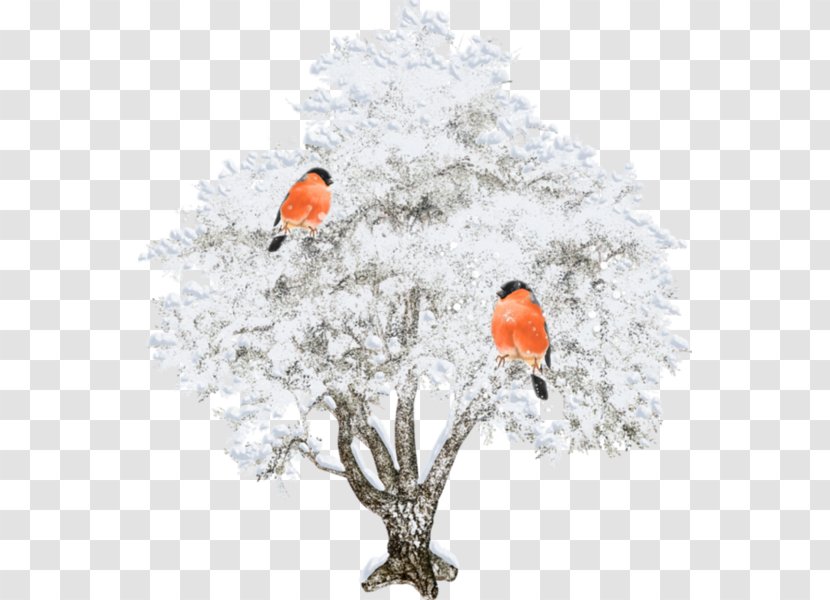 Blog Tree Winter Albom Clip Art - Boar Transparent PNG