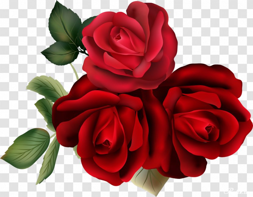 Flower Garden Roses Clip Art - Archive File - Red Rose Decorative Transparent PNG