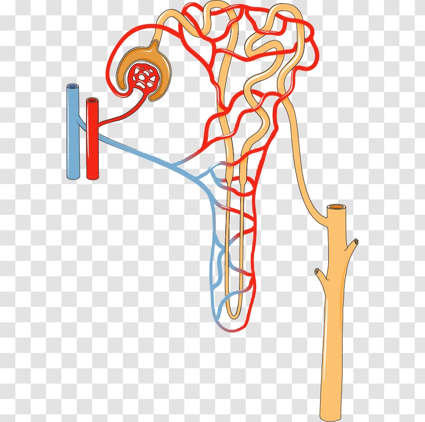 Nephron Kidney Excretory System Proximal Tubule Urine - Watercolor Transparent PNG