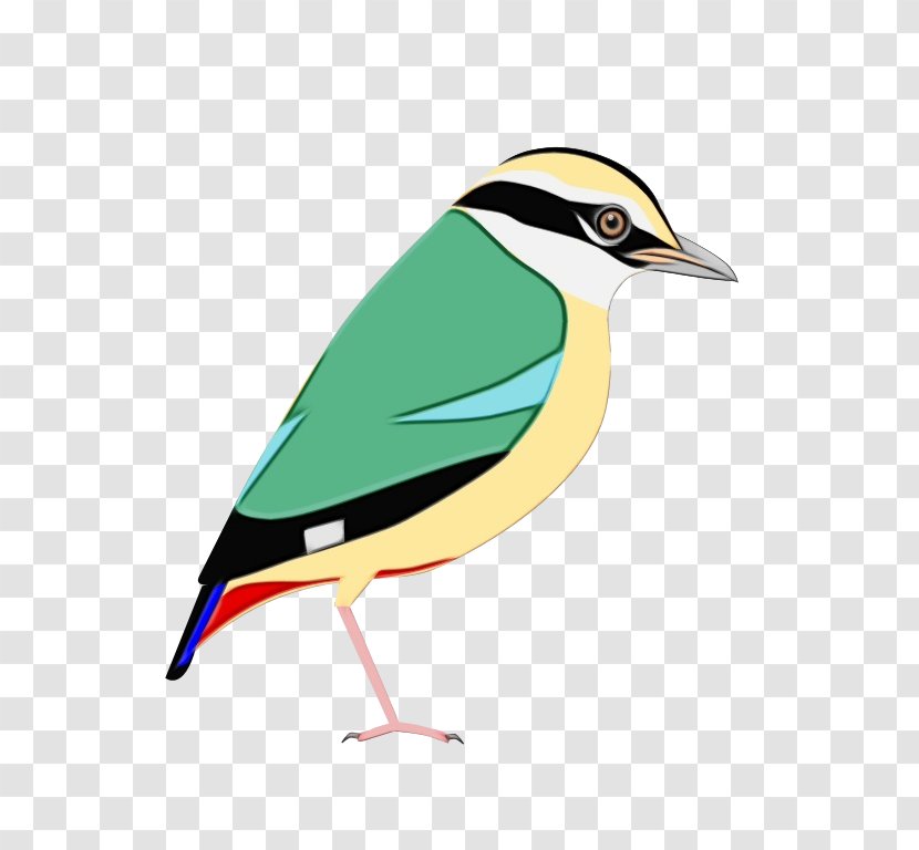 Cartoon Bird - Finch - Songbird Perching Transparent PNG