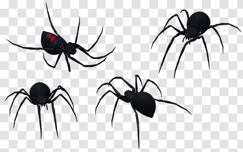 Spider Southern Black Widow Clip Art - Stock Photography Transparent PNG