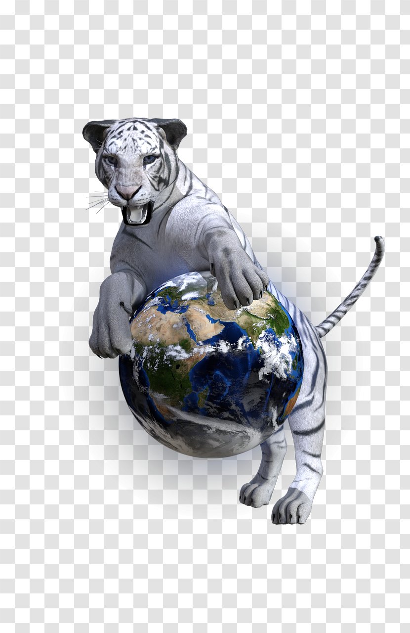 Felidae Bengal Cat Tiger Wildcat White - Siberian - Tiger! Transparent PNG
