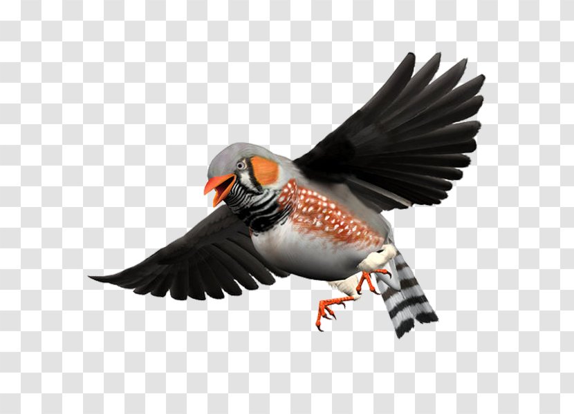 Bird Zebra Finch Beak - Shutterstock - Elf Free Matting Transparent PNG