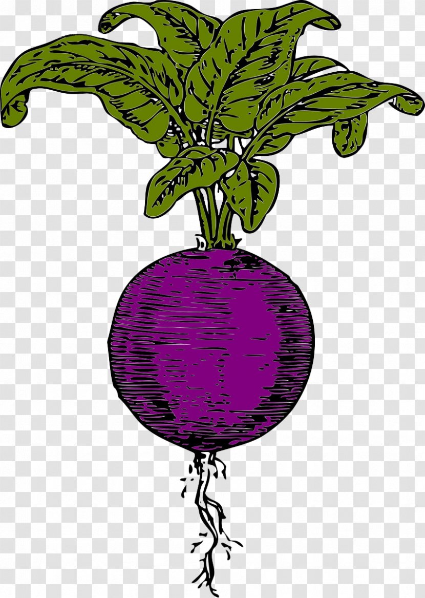 Sugar Beet Beetroot Vegetable Clip Art - Violet - Hand-painted Beets Transparent PNG