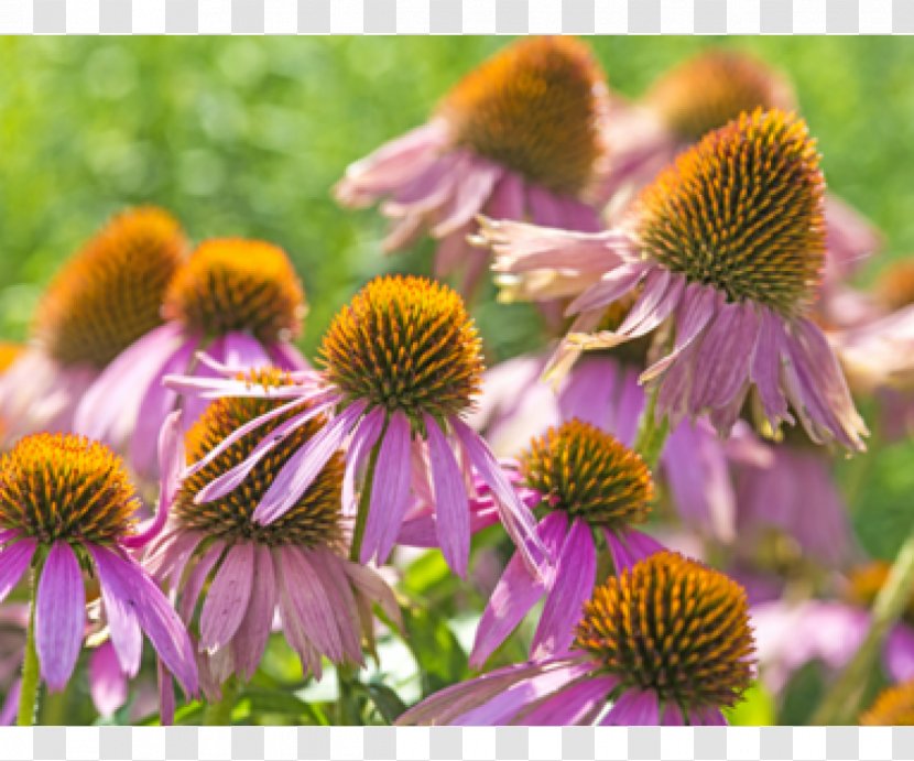 Purple Coneflower Echinacea Angustifolia Daisy Family Food Plant - Common Transparent PNG