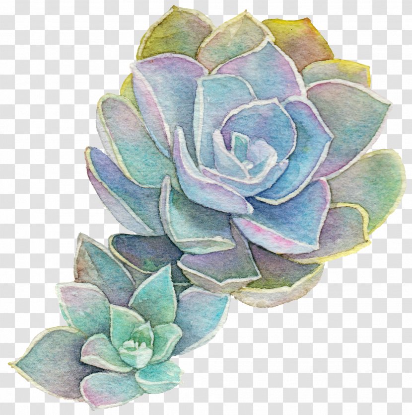 Garden Roses Succulent Plant Acupuncture Cabbage Rose Watercolor Painting - Turquoise - Plants Transparent PNG