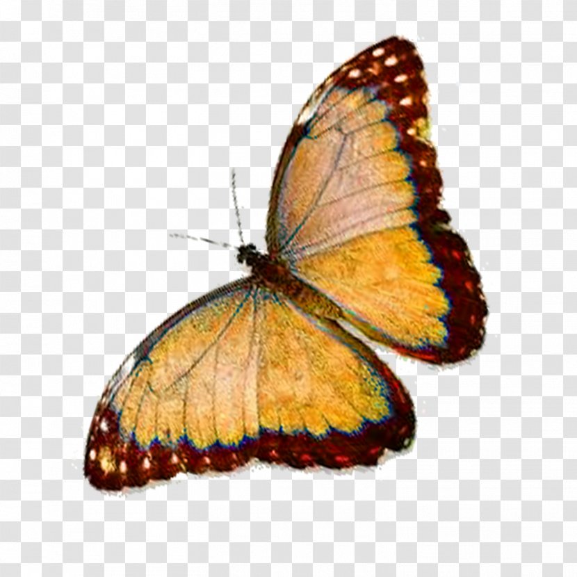 Monarch Butterfly Faiths Pursuit Pieridae Lycaenidae - Butterflies And Moths - Poisonous Transparent PNG