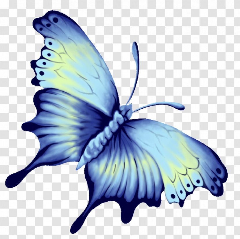 Butterfly Blue Download Computer File - Organism Transparent PNG