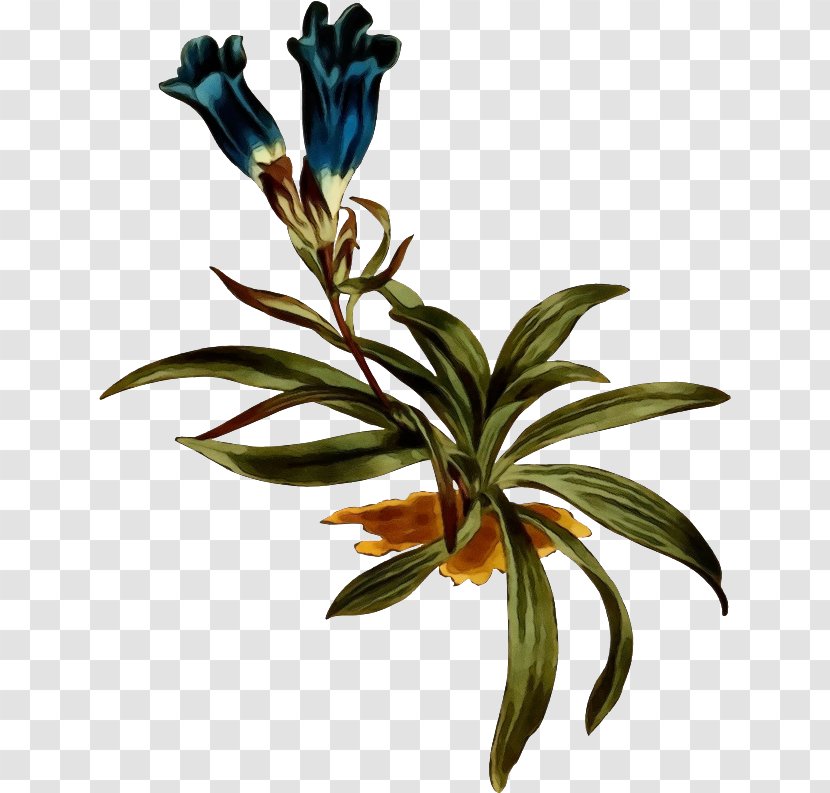 Flower Flowering Plant Leaf Stem - Wet Ink - Lobelia Gentiana Transparent PNG