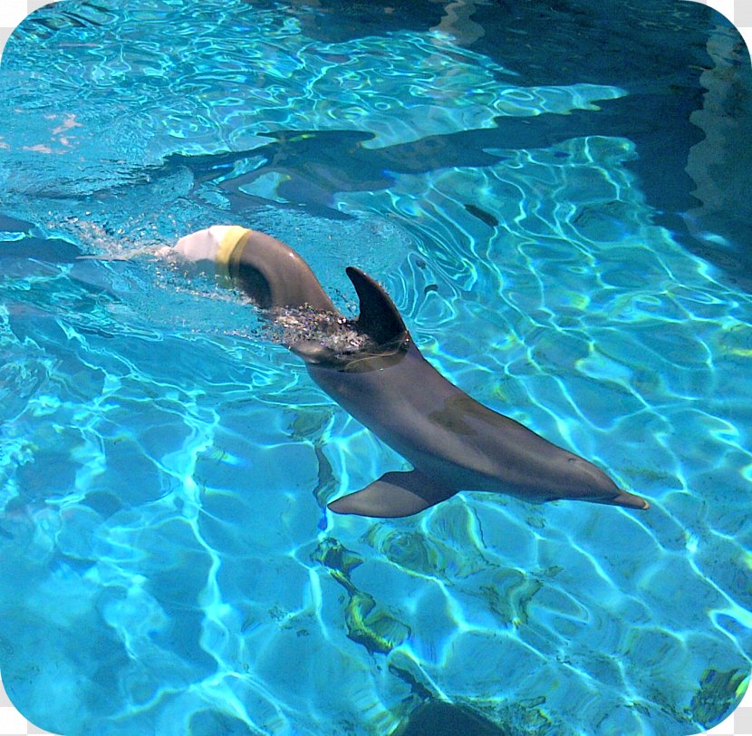 Common Bottlenose Dolphin Winter Clearwater Marine Aquarium Wholphin - Cetacea Transparent PNG